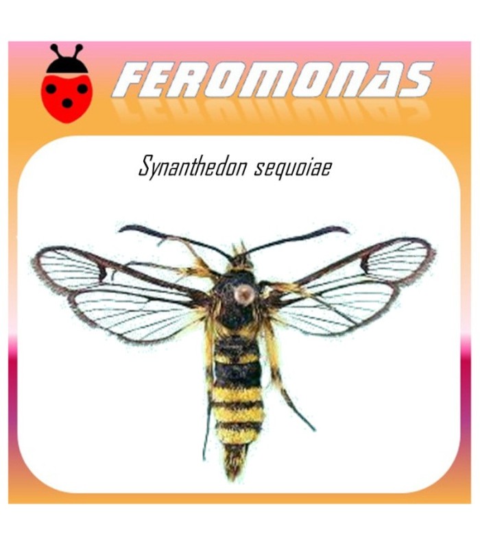 SYNANTHEDON SEQUOIAE feromona polilla de la resina de sequoia
