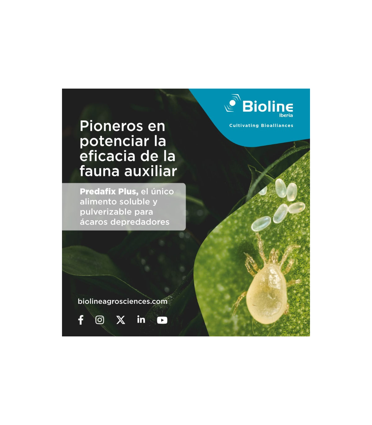 PREDAFIX PLUS 225 g alimento pulverizable para ácaros depredadores