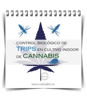 GUÍA FÁCIL. Control biológico de trips en cultivo indoor de cannabis