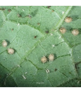 APHIcontrol 5000 pupas de aphidius colemani
