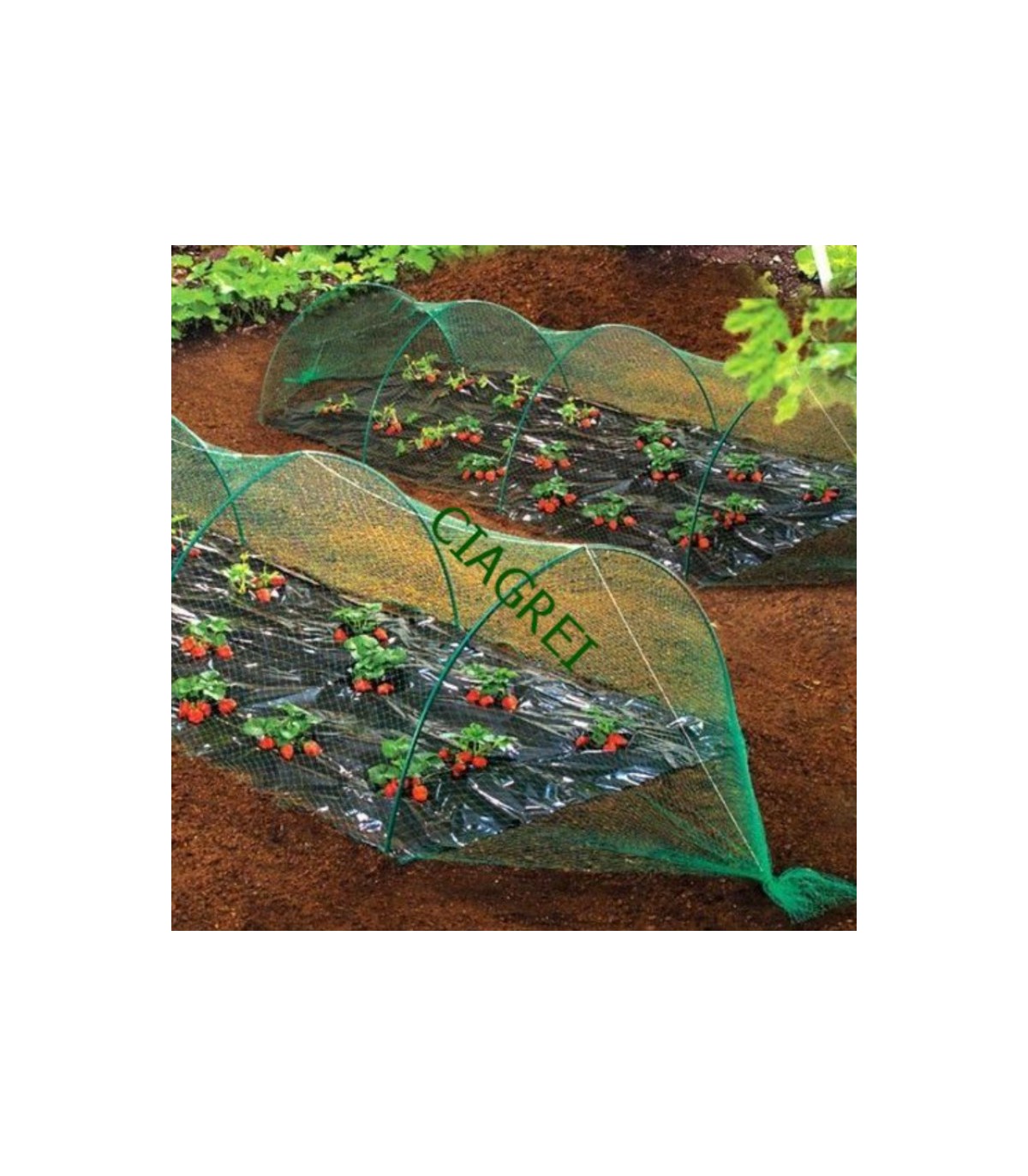 MALLA protectora antipajaros verde bolsa 6X10mt