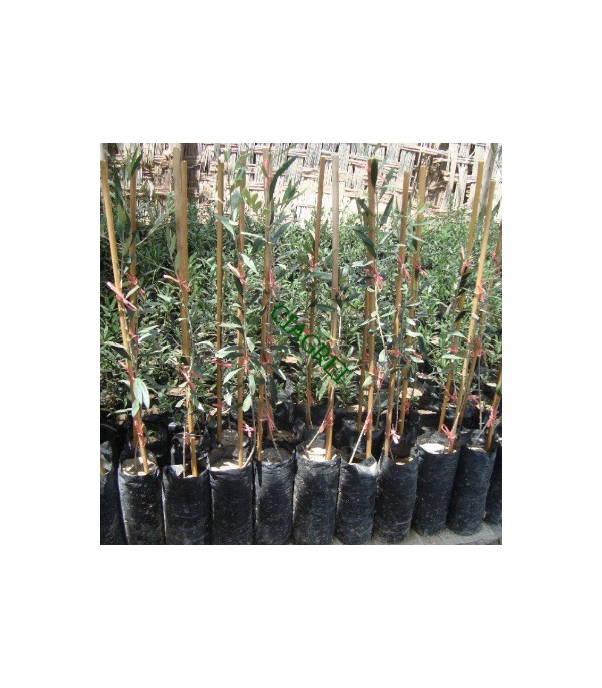 BOLSA olivos negra 23x35 paquete 50 Ud