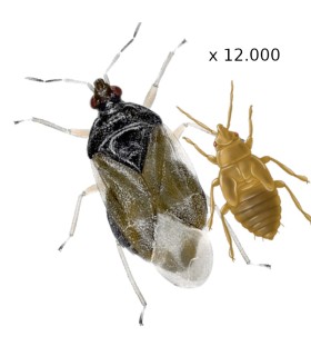 ORIUS CBi 1.000 Orius laevigatus depredador de trips