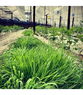 PLANTACONTROL-S  banker de Sitobion avenae