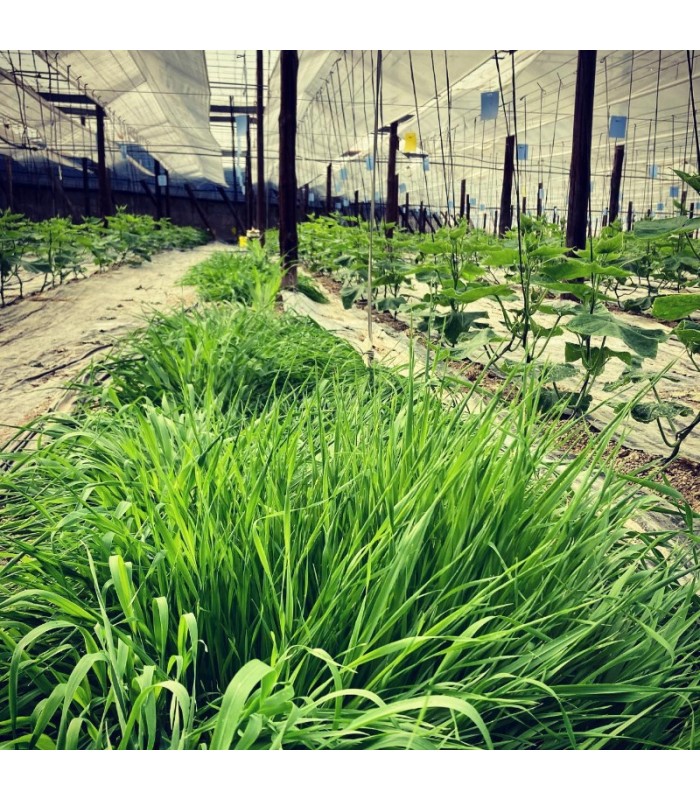 PLANTACONTROL SITOBION banker de Sitobion avenae