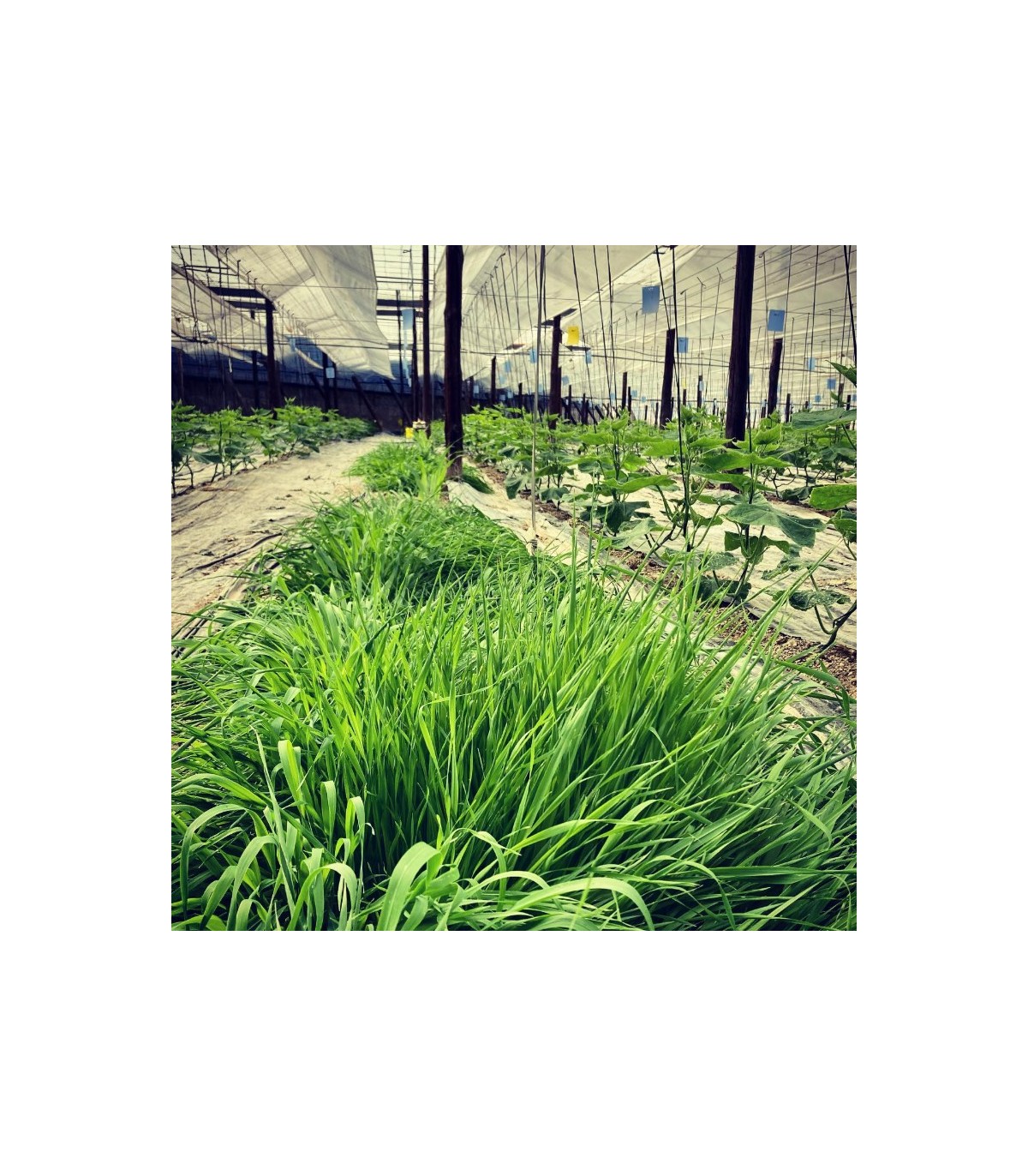 PLANTACONTROL SITOBION banker de Sitobion avenae