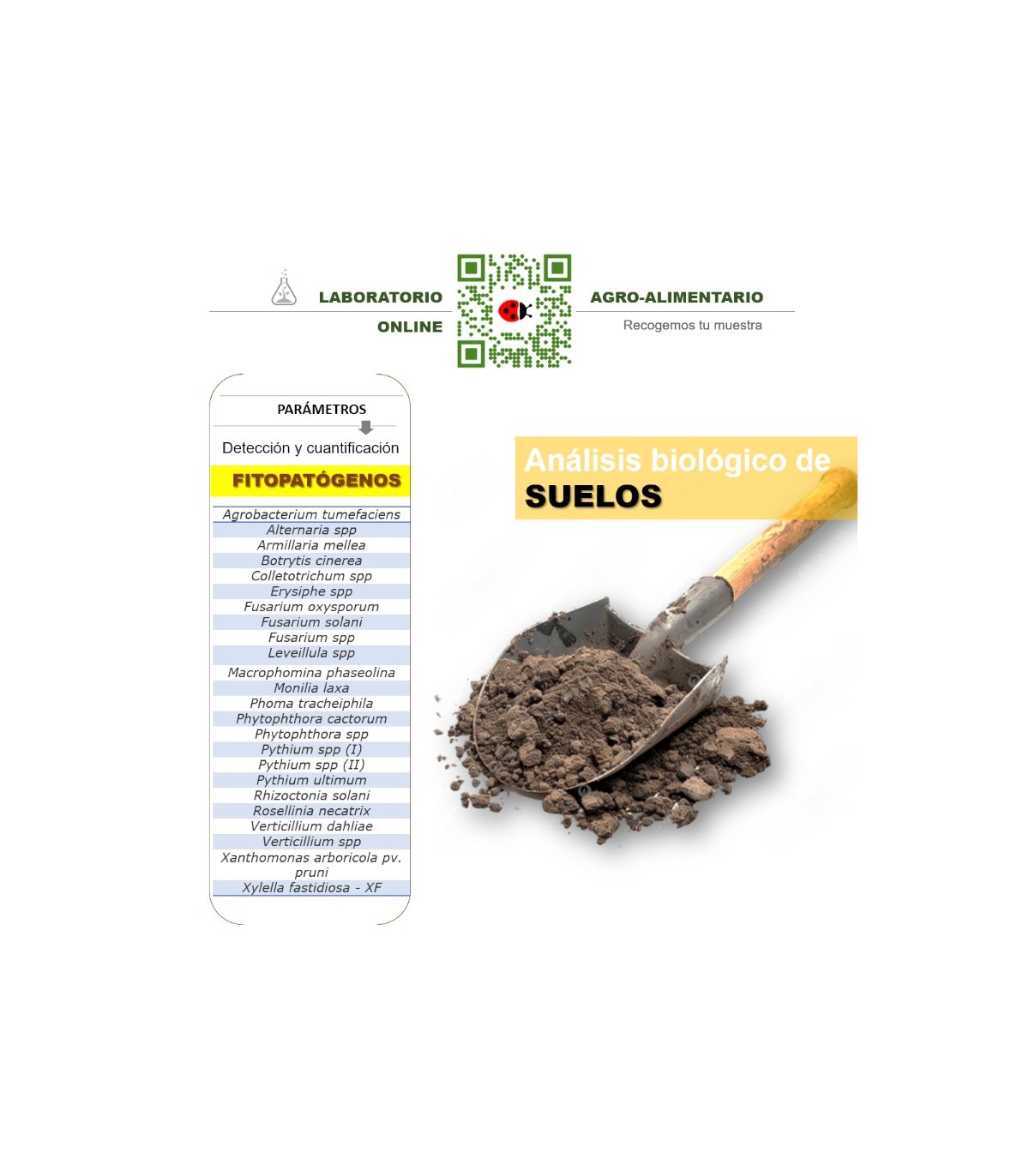 Analisis y detección de fitopatógenos frecuentes en suelos cultivables