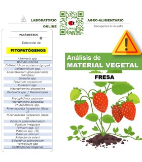 DETECCIÓN DE FITOPATÓGENOS EN FRESA