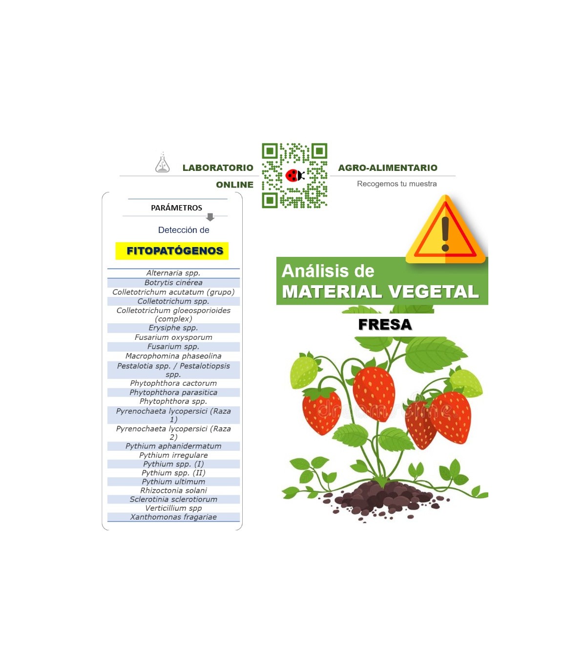 DETECCIÓN DE FITOPATÓGENOS EN FRESA