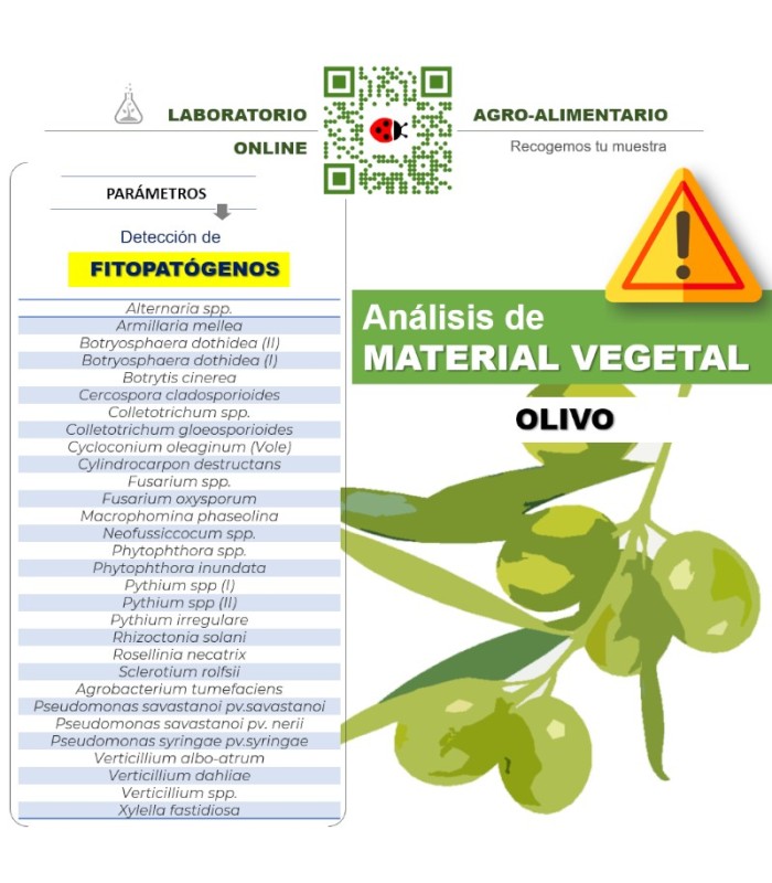 Detección multi especies de los  fitopatógenos más usuales en olivar