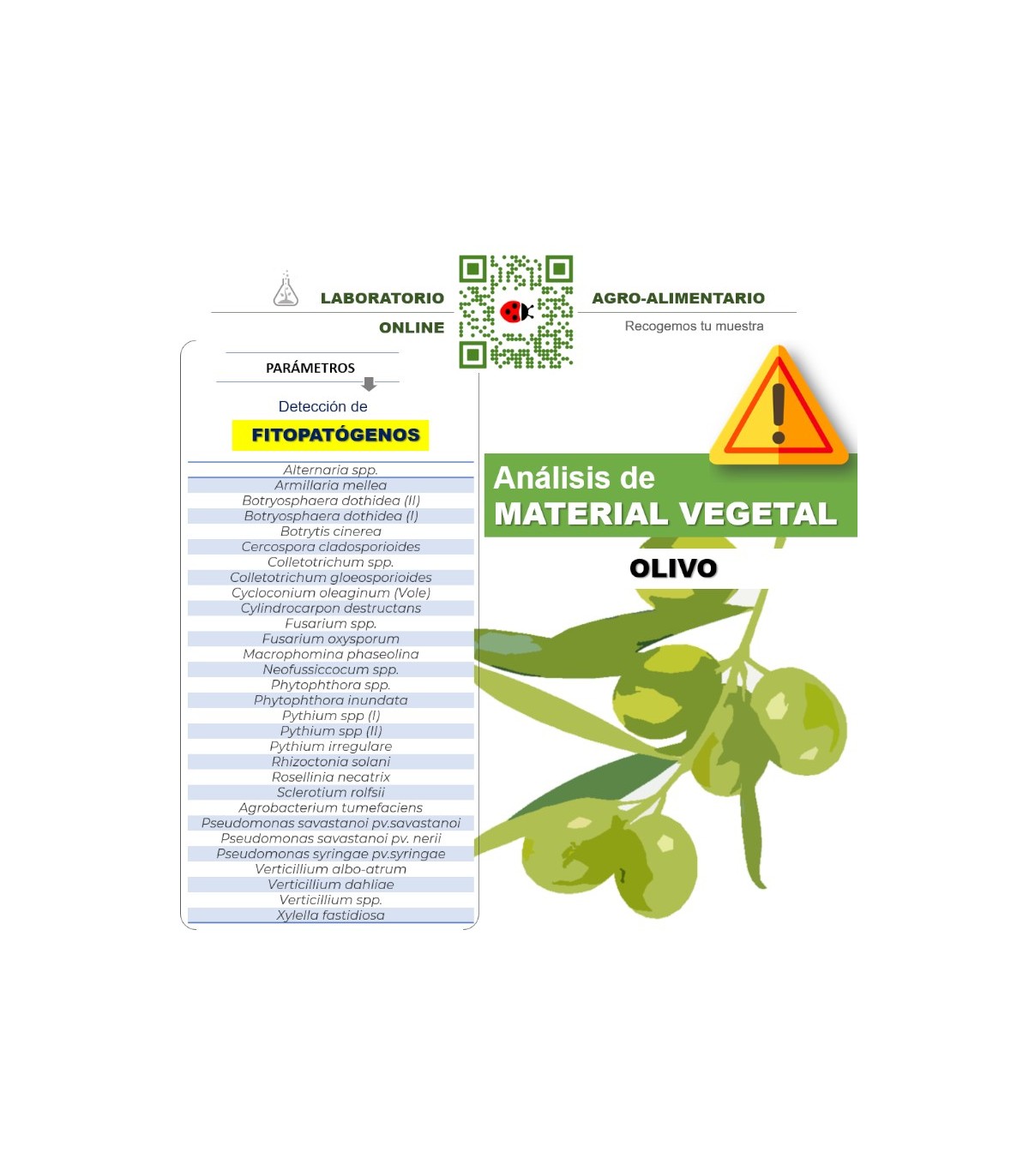Detección multi especies de los  fitopatógenos más usuales en olivar