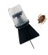 KIT DE TRAMPEO HALYOMORPHA (trampa + feromona) x 2 Ud