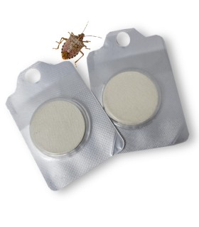 HALYOMORPHA HALYS cebo atrayente 40 días