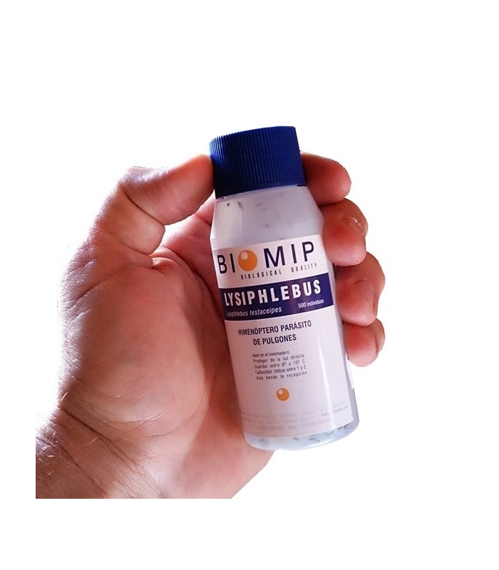 comprar lysiphlebus testaceipes contra pulgon