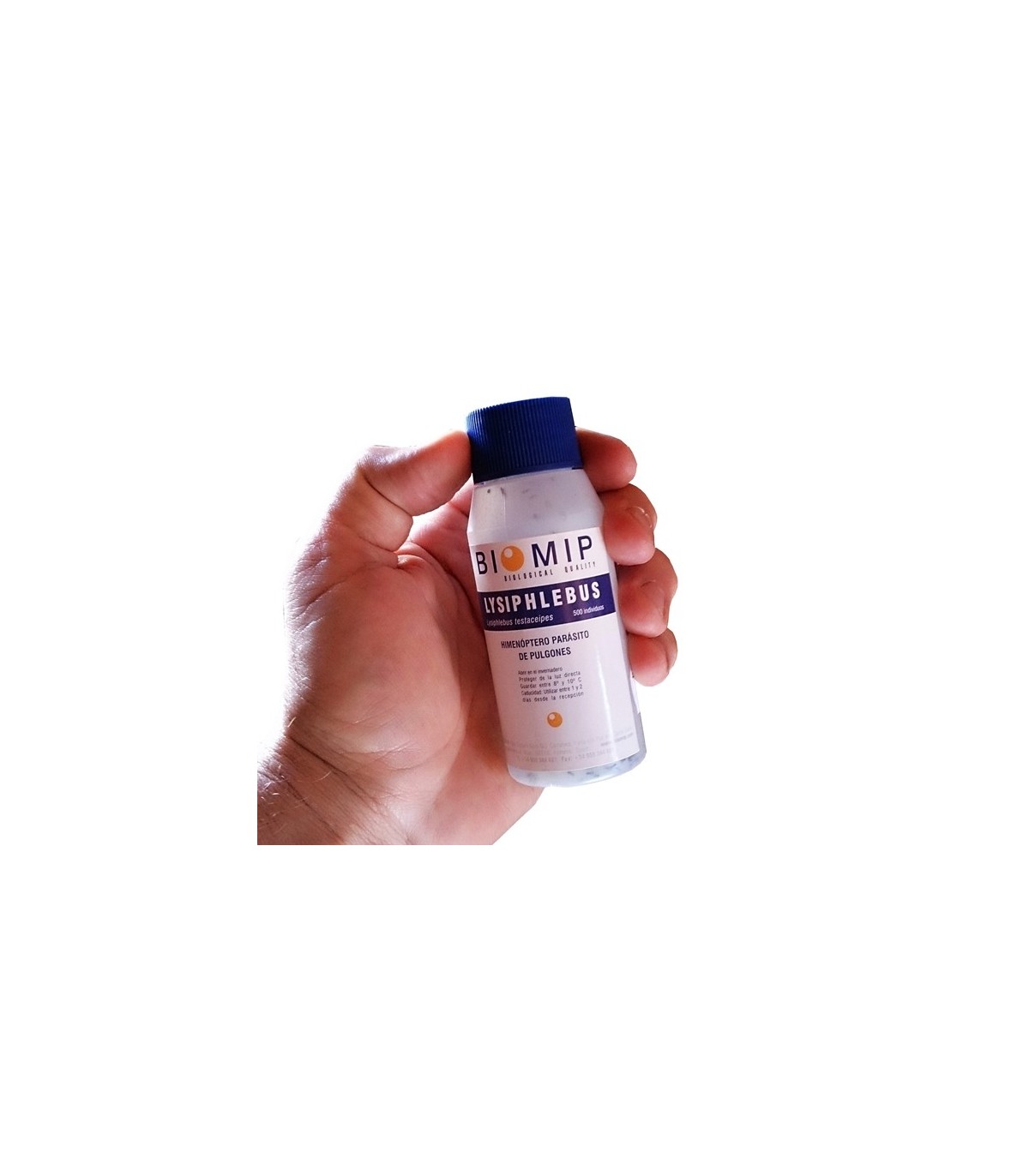 comprar lysiphlebus testaceipes contra pulgon