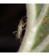 Nesibug 500 nesidiocoris tenuis contra tuta,mosca blanca y araña roja