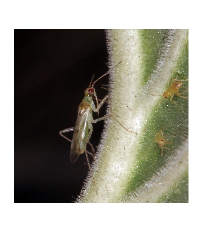 Nesibug 500 nesidiocoris tenuis contra tuta,mosca blanca y araña roja
