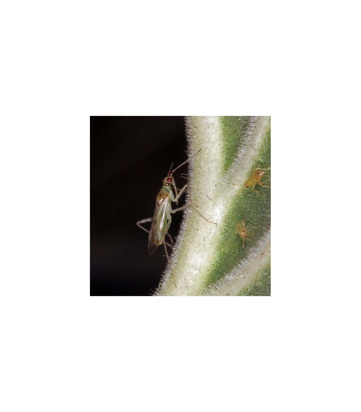 Nesibug 500 nesidiocoris tenuis contra tuta,mosca blanca y araña roja