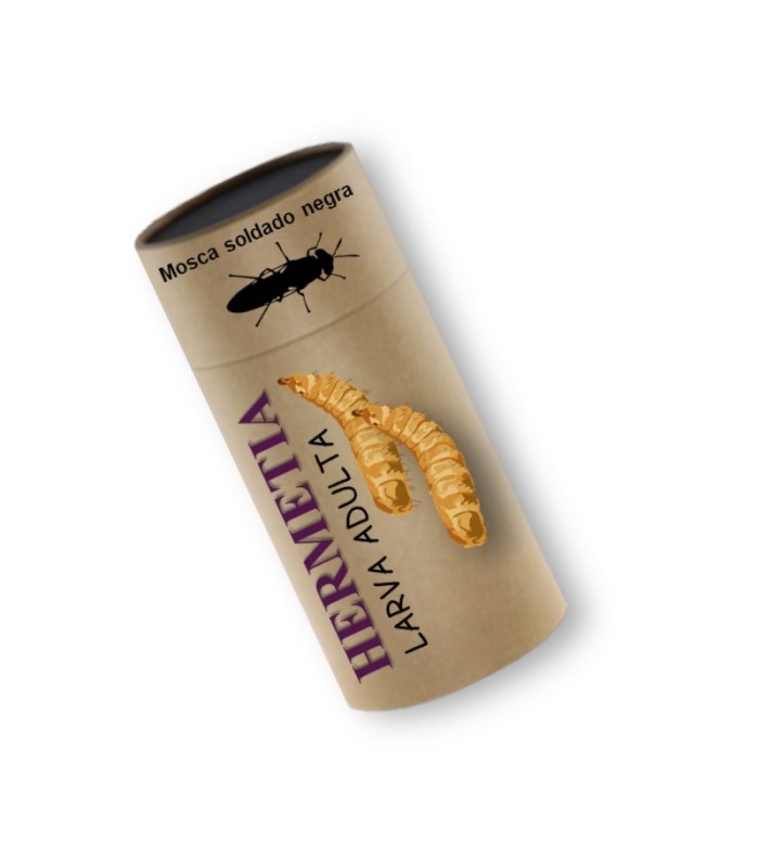 Hermetia illucens larva viva adulta de mosca soldado negra