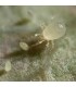 LIMONICA 25.000 depredador de trips y mosca blanca