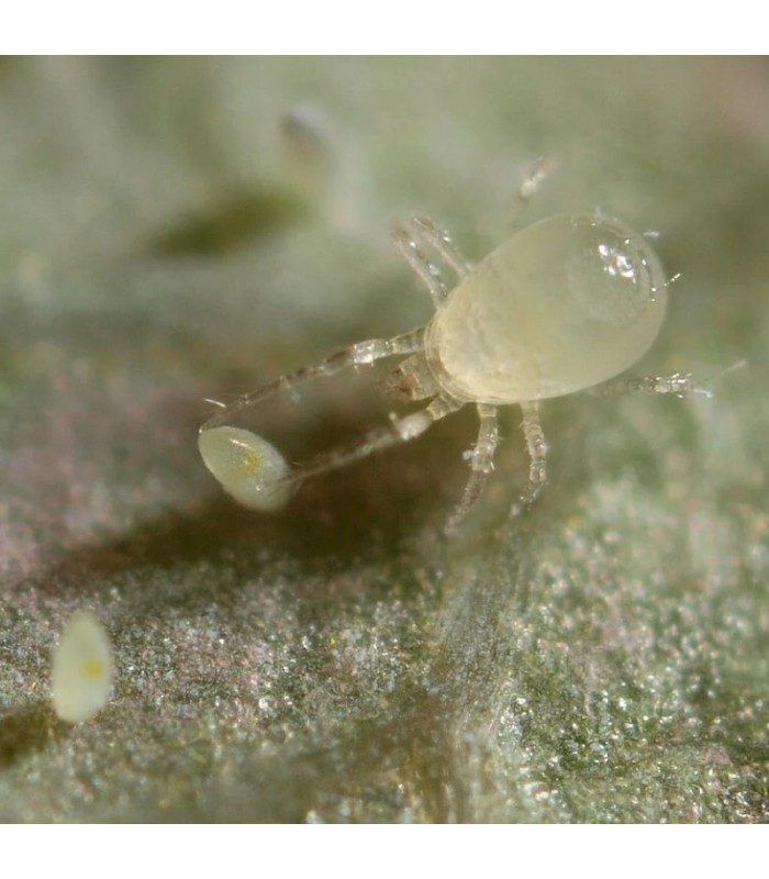 LIMONICA 25.000 depredador de trips y mosca blanca