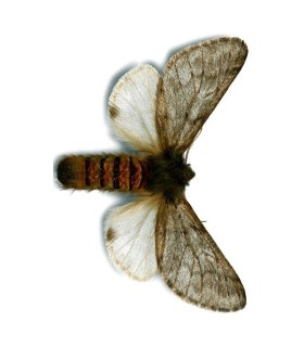 TRAMPA G procesionaria del pino