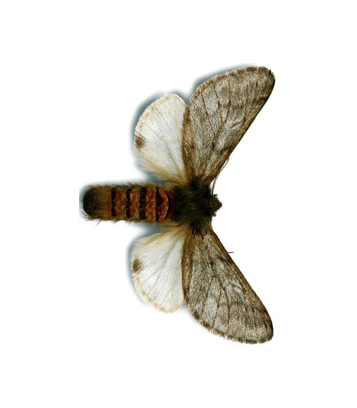 TRAMPA G procesionaria del pino