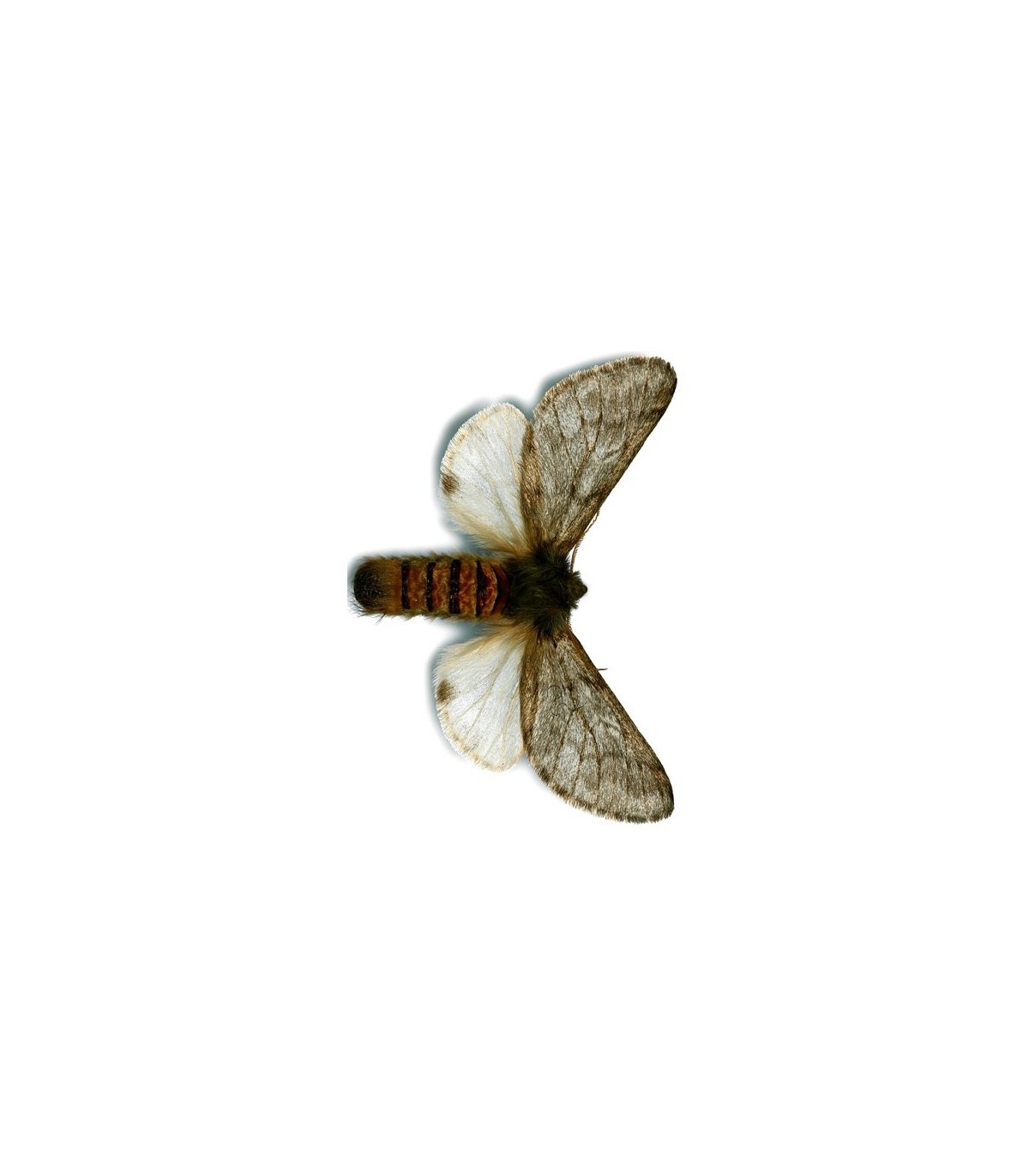 TRAMPA G procesionaria del pino
