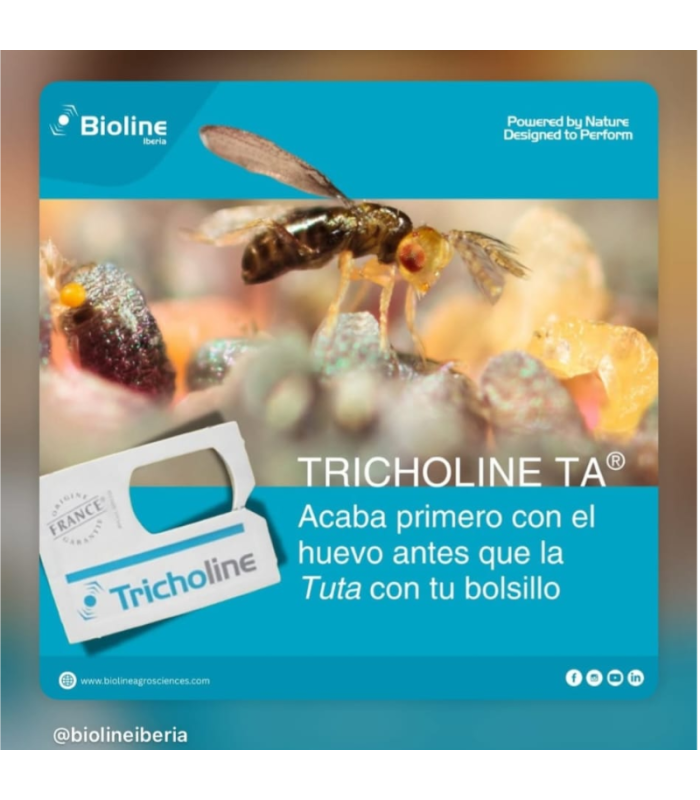 TRICHOLINE TA TARJETAS 25X2500 avispas parásitas de tuta absoluta