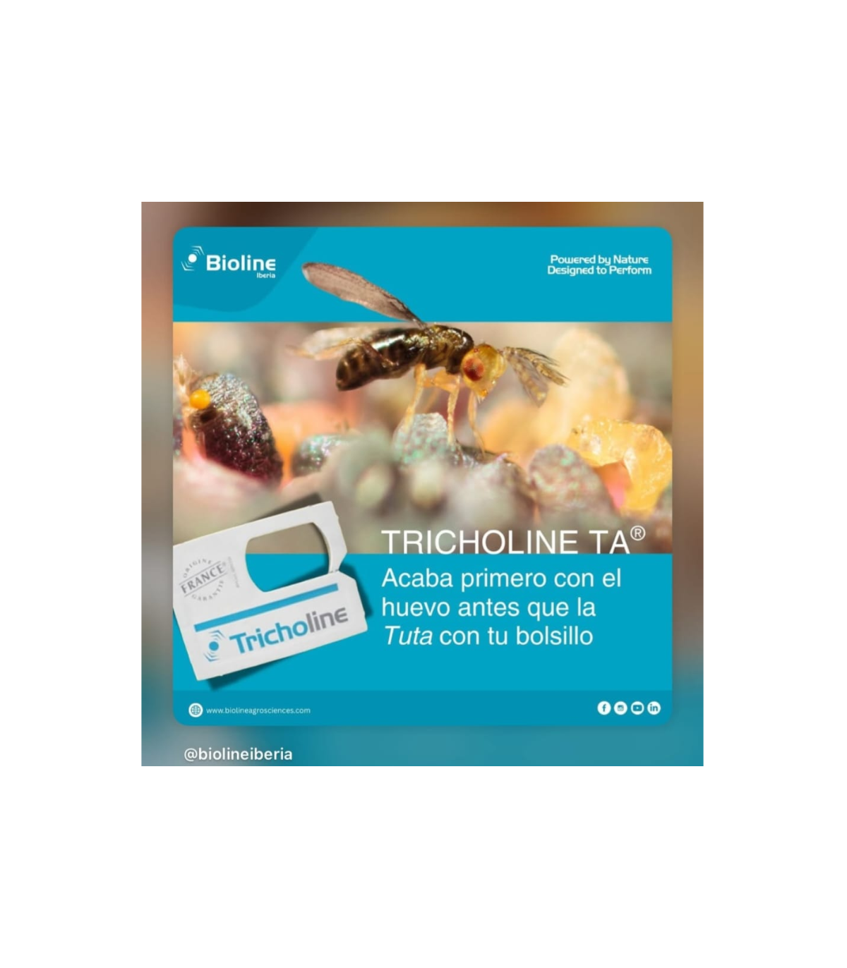 TRICHOLINE TA TARJETAS 25X2500 avispas parásitas de tuta absoluta
