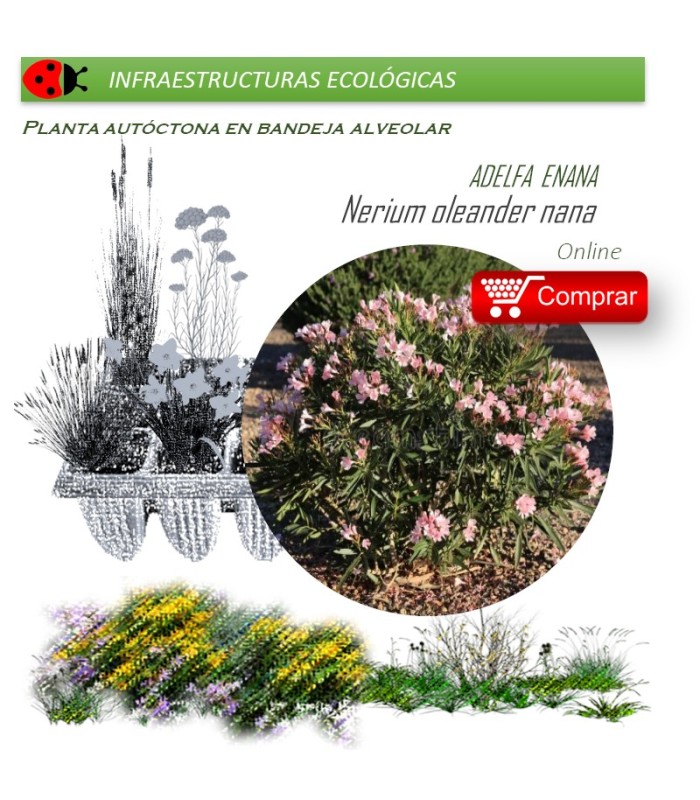 NERIUM OLEANDER (Adelfa de colores) BF X 40 Ud