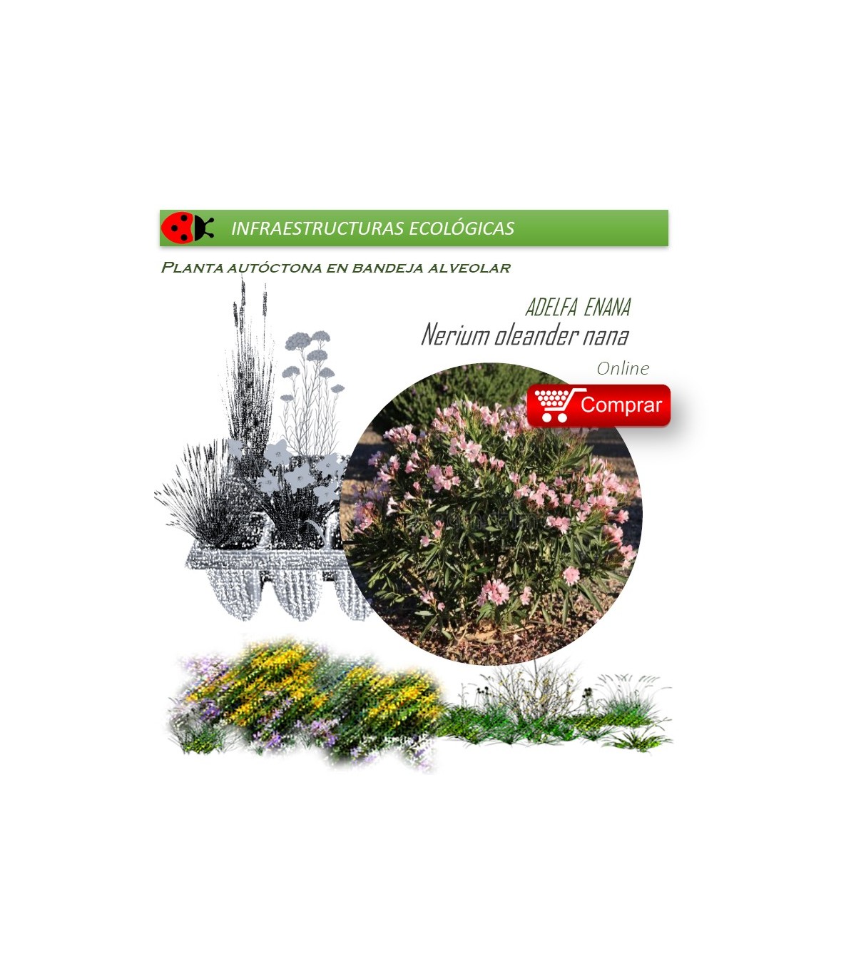 NERIUM OLEANDER (Adelfa de colores) BF X 40 Ud