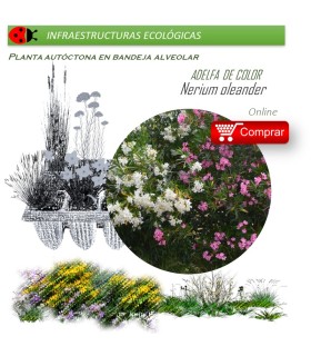 NERIUM OLEANDER (Adelfa de colores) BF X 40 Ud