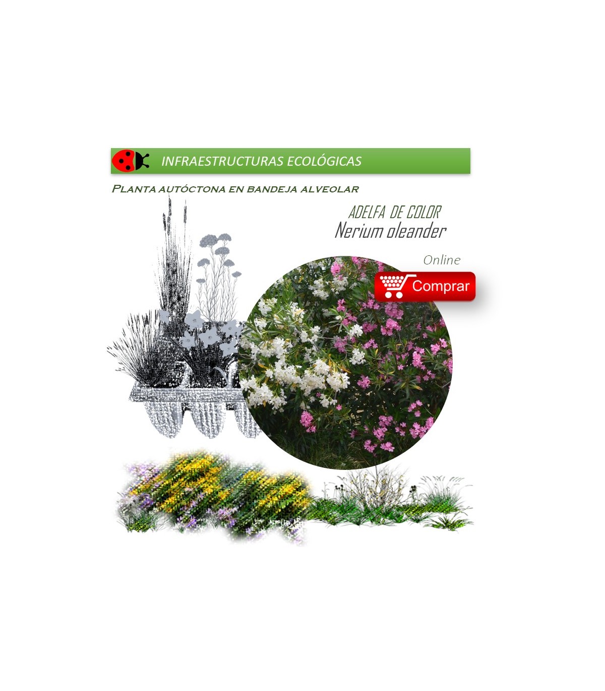 NERIUM OLEANDER (Adelfa de colores) BF X 40 Ud