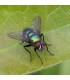 NATUPOL FLY 30.000 Lucilia sericata mosca polinizadora