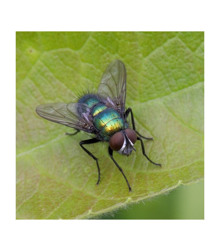 NATUPOL FLY 30.000 Lucilia sericata mosca polinizadora