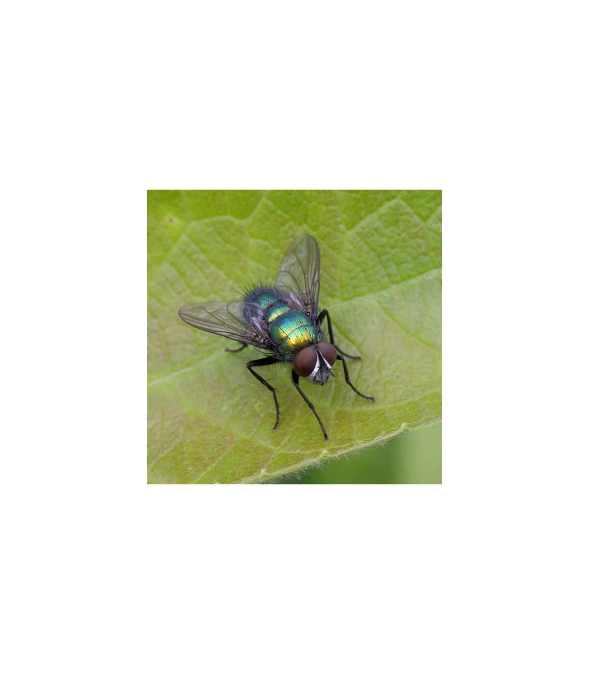 NATUPOL FLY 30.000 Lucilia sericata mosca polinizadora
