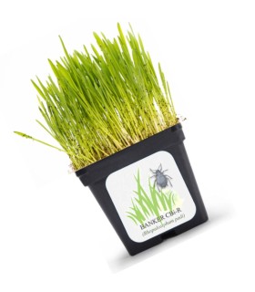 BANKER PLANT CBi Rhopalosiphum