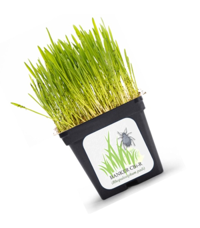 BANKER PLANT CBi Rhopalosiphum