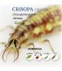 Crisopa 500 larvas contra pulgón