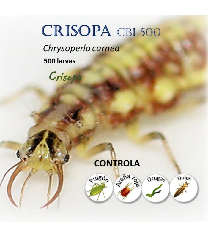 Crisopa 500 larvas contra pulgón