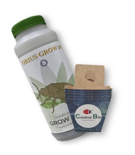 ORIUS GROW depredador de trips