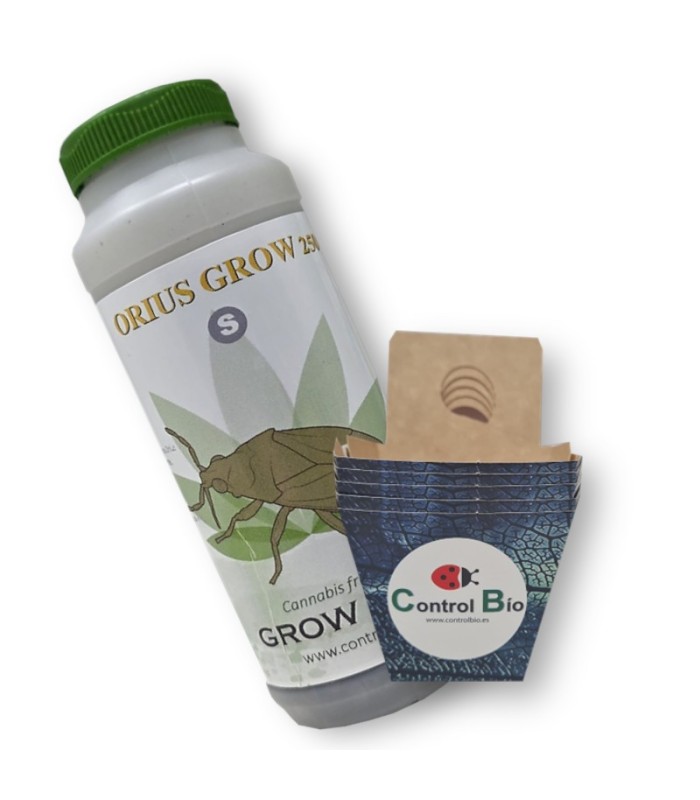 ORIUS GROW depredador de trips