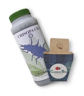 CRISOPA CBi 250 larvas depredadoras de pulgón