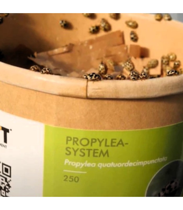 PROPYLEA SYSTEM 250 mariquitas depredadoras de pulgones