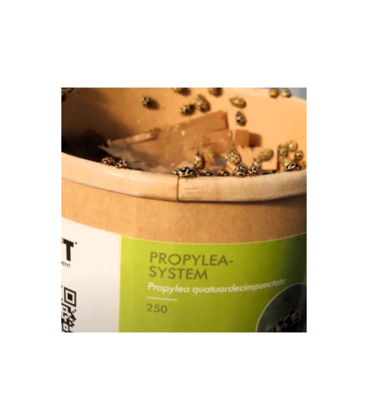 PROPYLEA SYSTEM 250 mariquitas depredadoras de pulgones