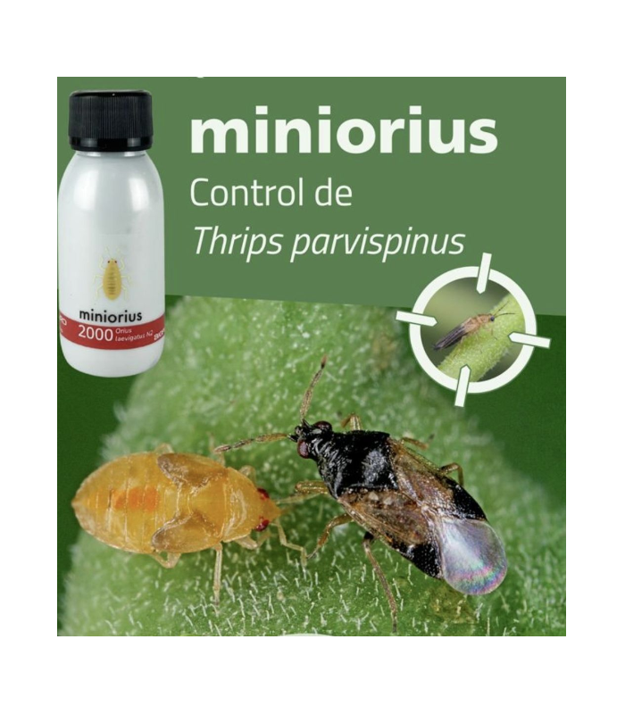 Comprar Miniorius Biogard | Enemigo Natural contra Trips