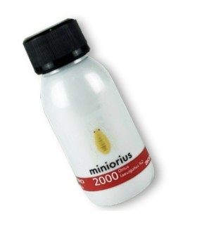 Comprar Miniorius Biogard | Enemigo Natural contra Trips