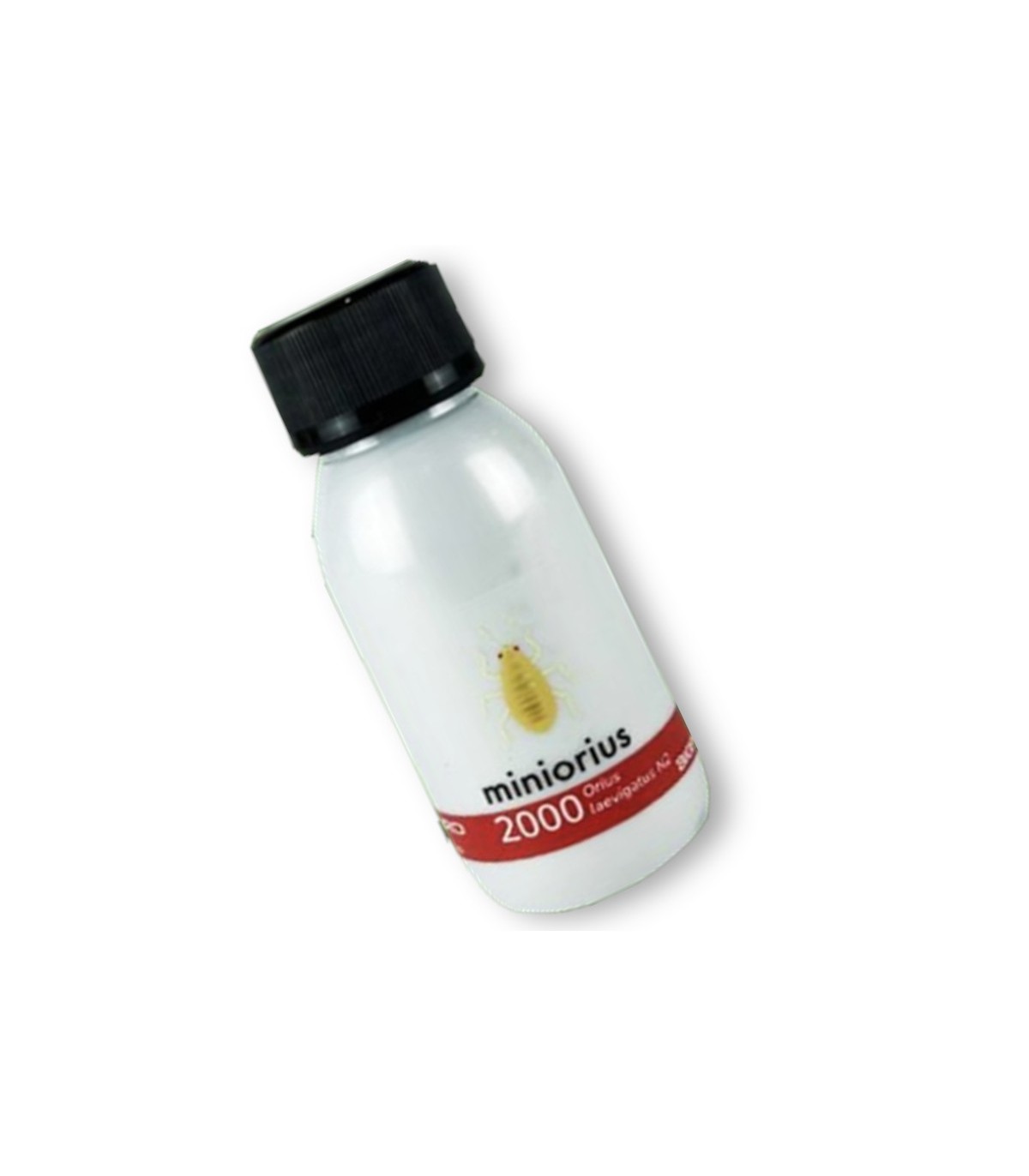 Comprar Miniorius Biogard | Enemigo Natural contra Trips