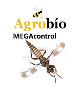 MEGAcontrol de Agrobío (1.000 u.) | Depredador de Trips Parvispinus
